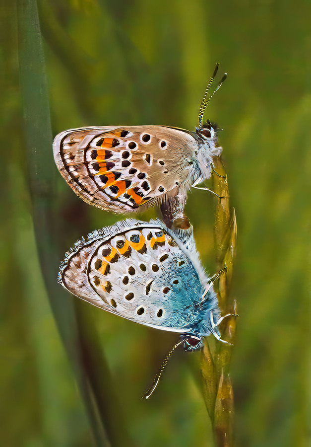 10  - Small  blue pairing - Val Johnston